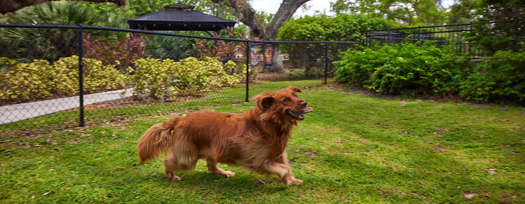 a dog running in a dog park